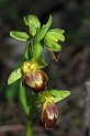 1074 Ophrys sp